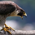 Peregrine Falcon, Palisades Cliffs, Alpine, New Jersey, USA